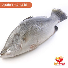 Load image into Gallery viewer, APAHAP (LOCAL SEA BASS) 1.2-1.3kilos  per piece