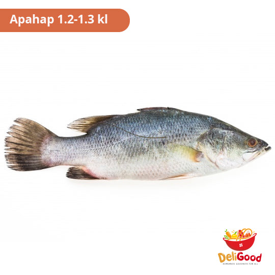 APAHAP (LOCAL SEA BASS) 1.2-1.3kilos  per piece